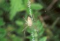 Argiope_bruennichi_F2219_Z_75_Les Gris_Frankrijk